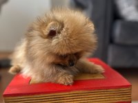 Mikro Pomeranian Bardak Boy
