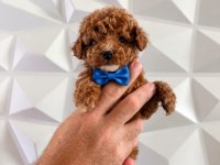 Toy poodle minik sekerler