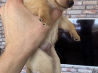 Pinscher varsa daha iyisi o da annesi