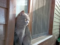 Ücretsiz Sahiplendirilecek British Shorthair