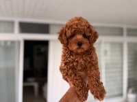 Mersin Pomeranian Boo Orjinal Yavrular