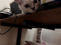 İnanılmaz oyuncu british shorthair