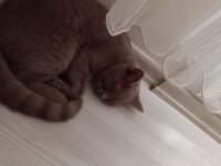 Oyun delisi asil british shorthair