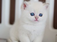 Masum Bakışlı Minik Silver British Shorthair 