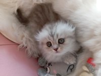 British longhair a kalite