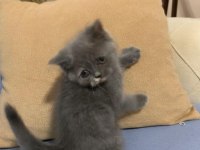 British shorthair yavrularımız