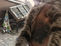 Ücretsiz Sahiplendirme Tekir Naz