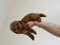 EN KOYUSUNDAN MALTIPOO