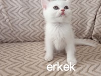 Teslime hazır erkek dişi yavru kedilerimiz