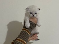 SAFKAN SCOTTİSH FOLD BRITISH SHORTHAIR YAVRULARIM