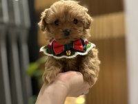 Özel seri kore maltipoo