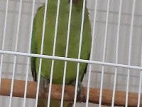 5 Aylık Erkek Pakistan Papağanı