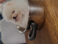 Show kalite pomeranian boo