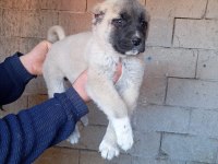Sahibinden kangal yavruları