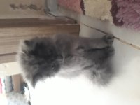 Original Iran persian