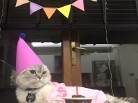 Scottish fold kedimiz sütlaça sıcak yuva