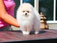 Petmode Köpek Çiftliğinde Ziyarete Açık Li Pomeranian