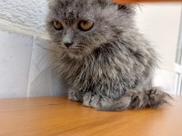 Scottish fold kedimizi satıyoruz