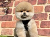 Safkan Pomeranian Boo Yavrularımız