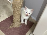 OYUNCU ERKEK SCOTTİSH KEDİMİZ