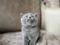 British Shorthair Gri Yavrular