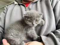 Scottish Fold Yavrularımız