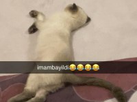 Scottish fold kedisi