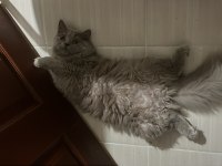 British longhair 8 aylık