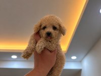 Toypoodle Kilo Garantili 