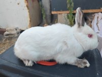 Renk cücesi tavşan himalayan renk