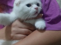 Beyaz Scottish Fold Meleğimizi Sahiplendiriyoruz