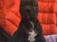 Cane corso koca kafa yavrular
