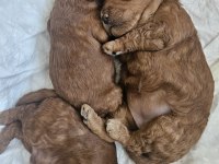 15 günlük anne altından poodle