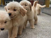 Golden Retriever Yavrular Canlı Görerek Alabilirsiniz