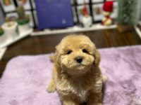 MİNİ MALTİPOO YAVRULARIMIZ