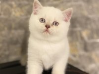 Brıtısh Shorthair Dünya Güzeli Yavrularım