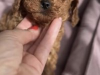 Toy Poodle Köpekler
