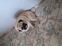 2 Yaşında Pug