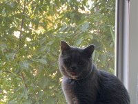 British shorthair erkek 8 aylıktır