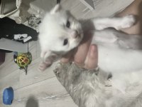 Scottish fold yavrular