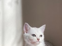 Sliver yavru kedim
