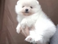 Pomeranian Boo Beyaz