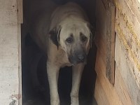 Dev Irk Anadolu Çoban Köpeği