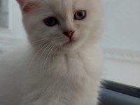 Scottish Fold kızım yeni yuvasını bekliyor
