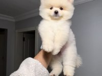 81 ile sağlıklı gönderim POMERANİAN BOO