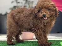 Orjinal kore toy poodle yavrularımız
