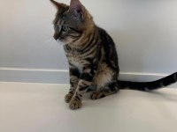 Maine Coon Anne Bengal Baba Melez Kedimiz
