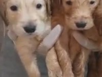 Safkan golden retriever yavrularımız mevcut