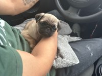 Pug Yavru