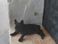 2 aylık dişi french bulldog